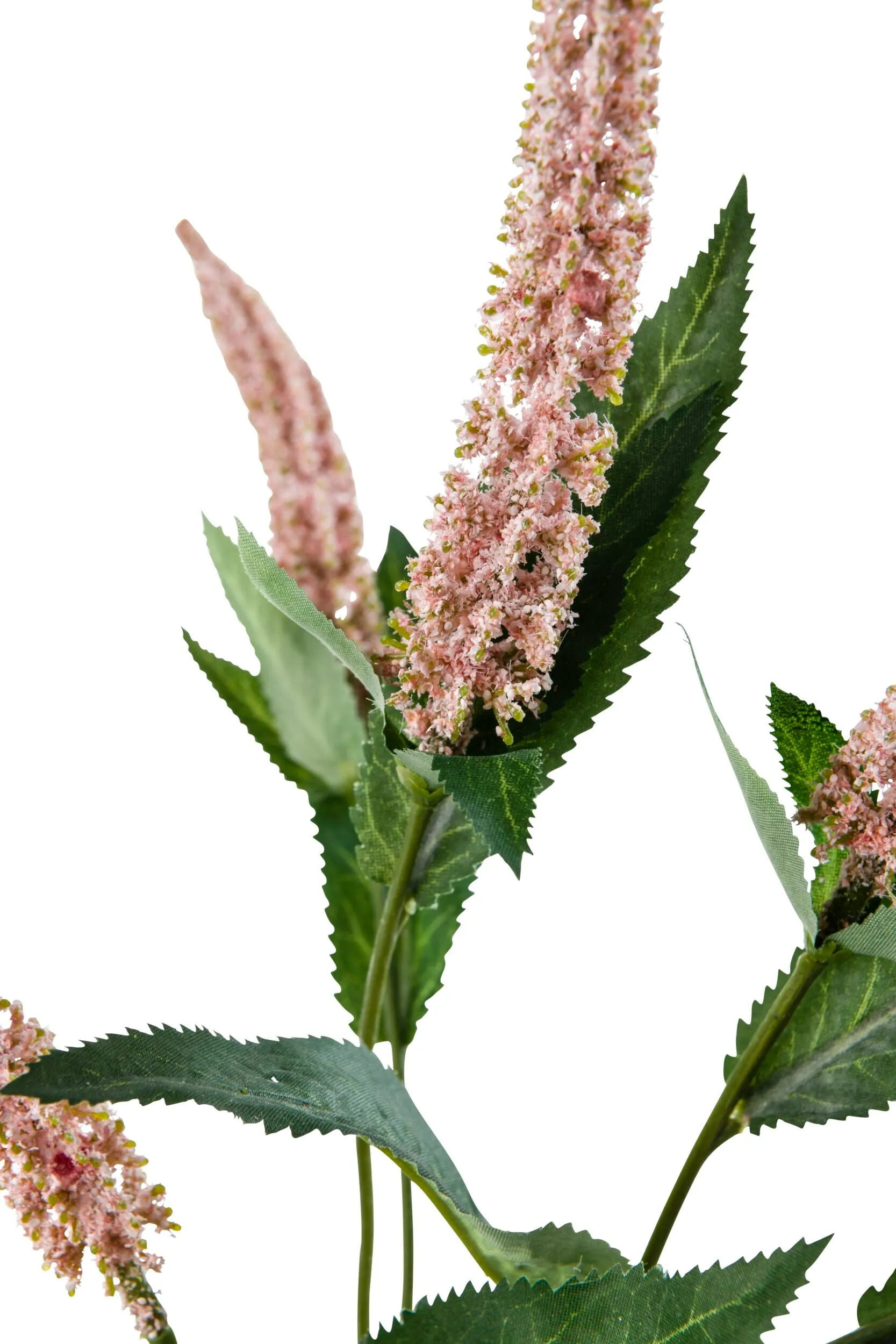 Acacia Cascara Flower Stem Pink x7 84cm