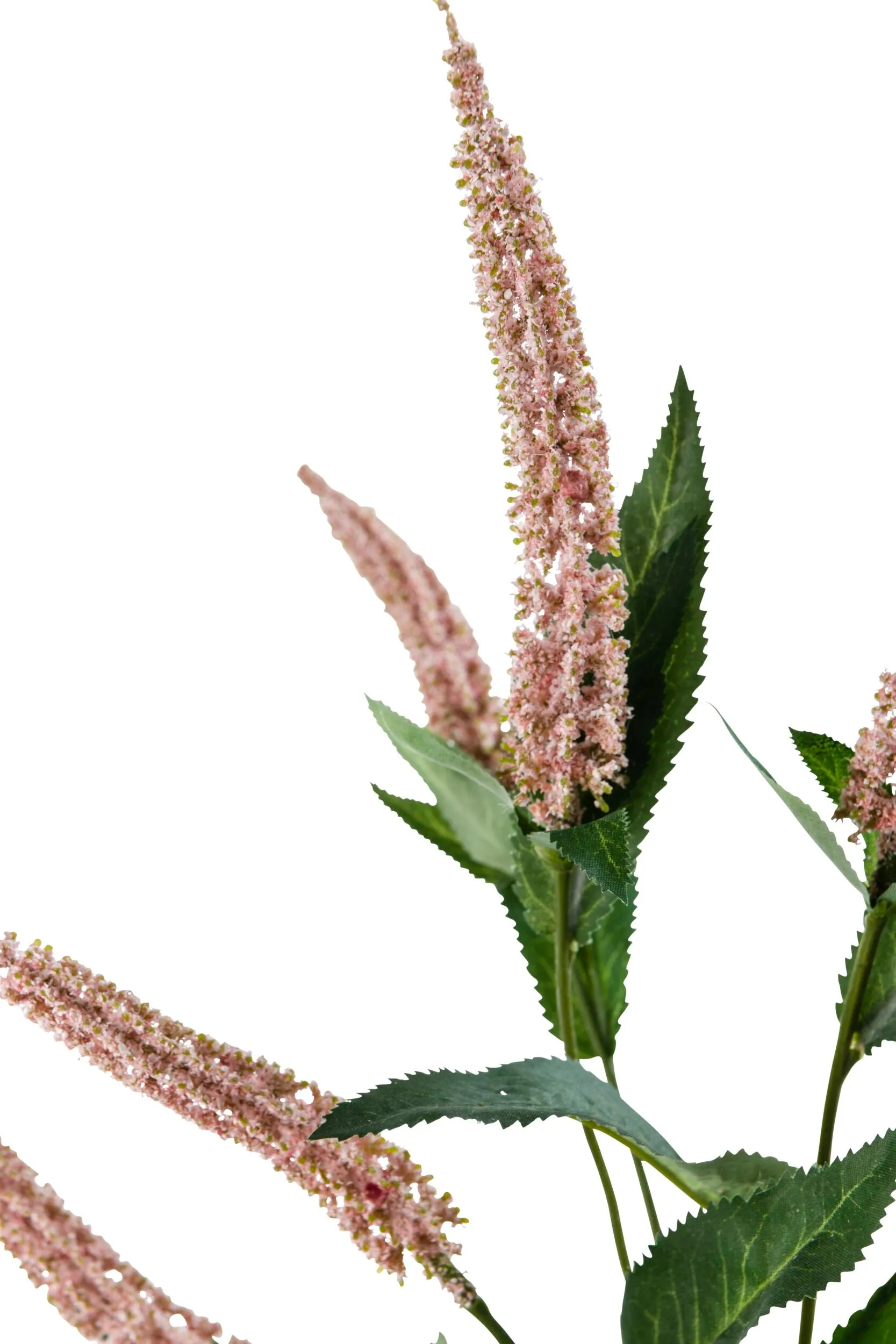 Acacia Cascara Flower Stem Pink x7 84cm