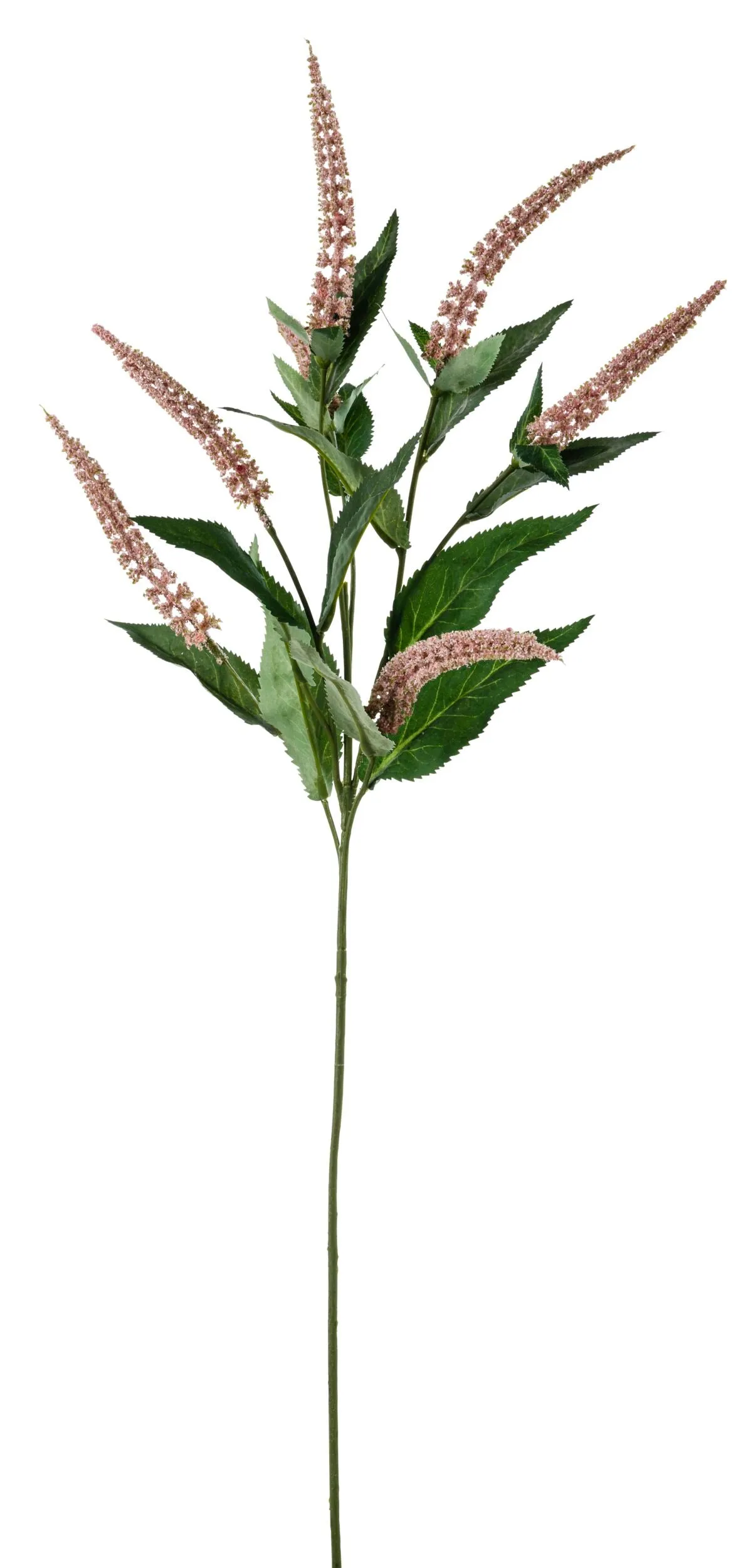 Acacia Cascara Flower Stem Pink x7 84cm