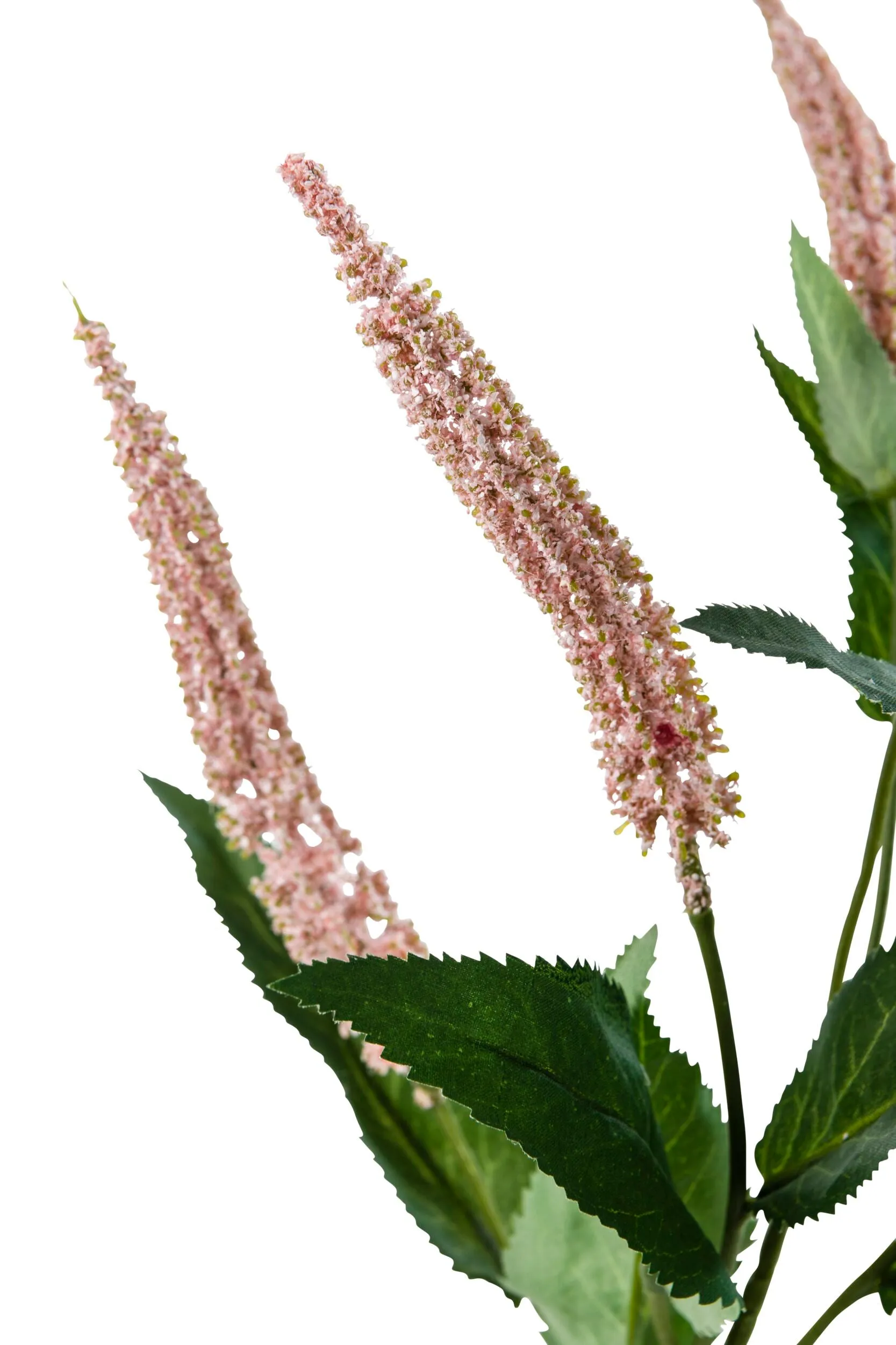 Acacia Cascara Flower Stem Pink x7 84cm