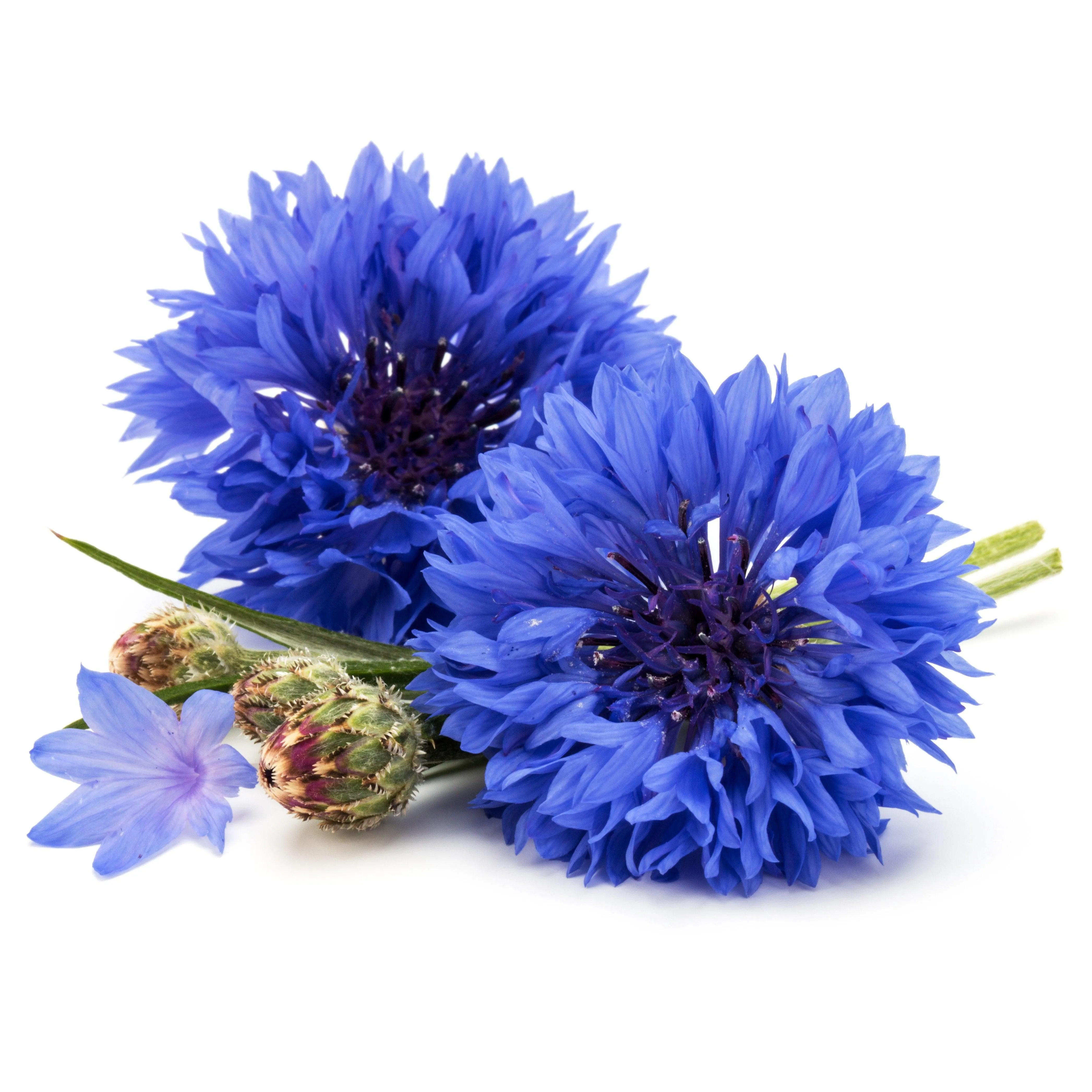 Sample Size Mature Skin Serum